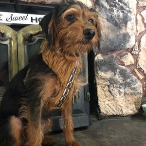 chewbacca dog harness